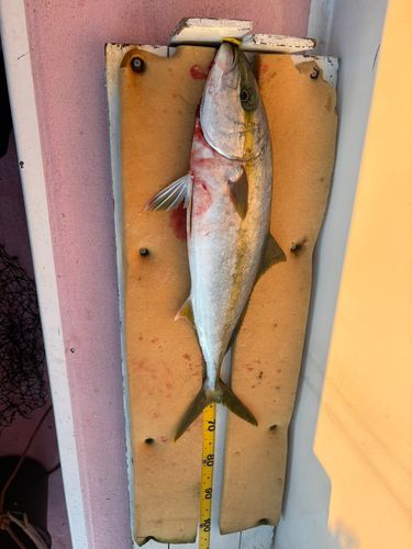 ヒラマサの釣果