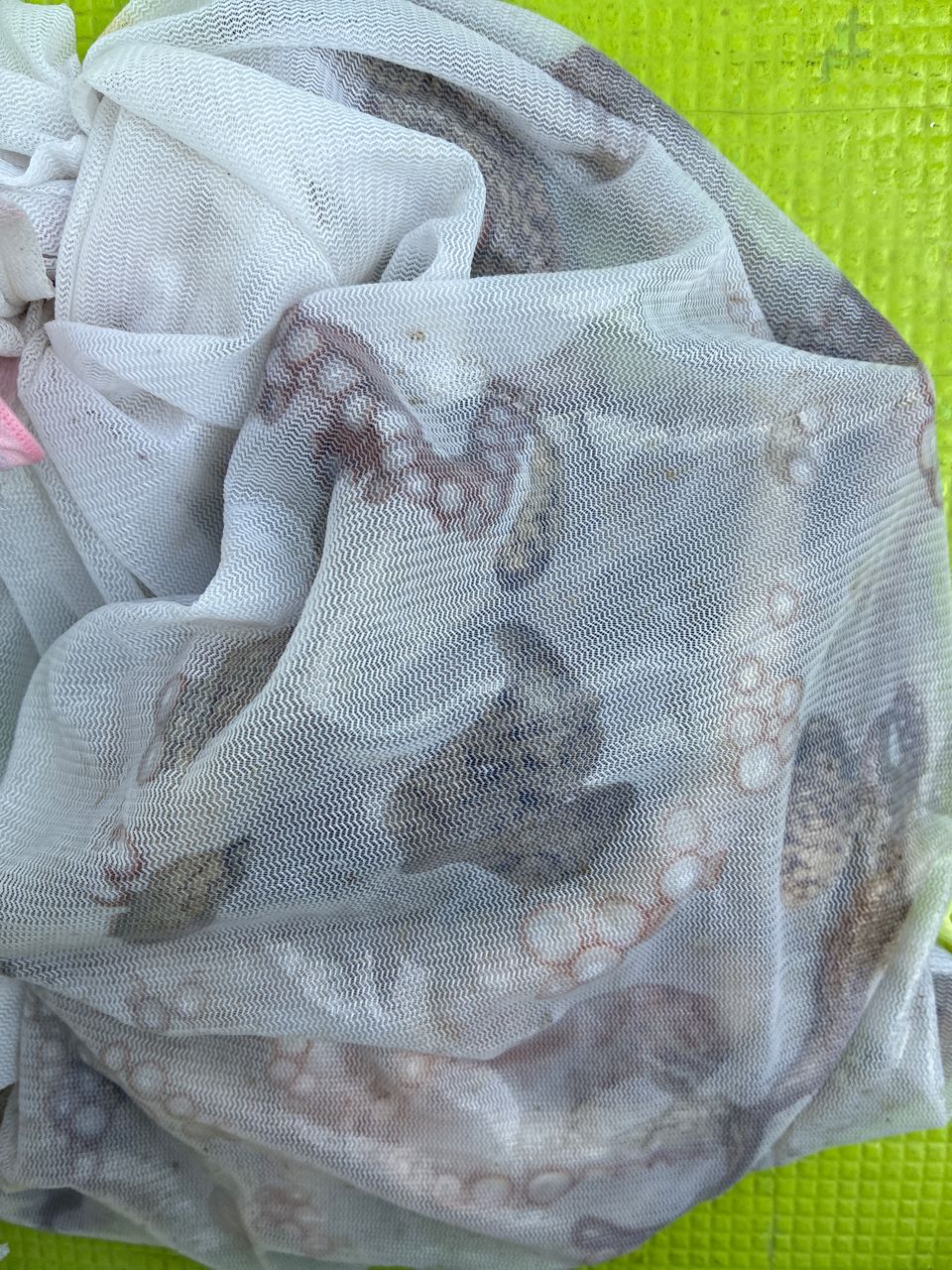 AiSakiさんの釣果 1枚目の画像