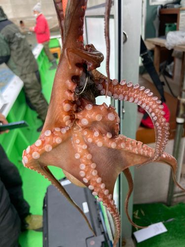 タコの釣果