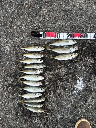 アジの釣果