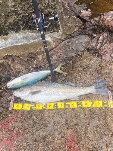 つがる市野池群