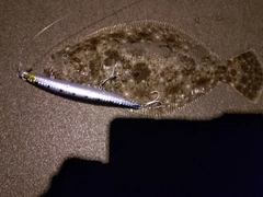 ヒラメの釣果
