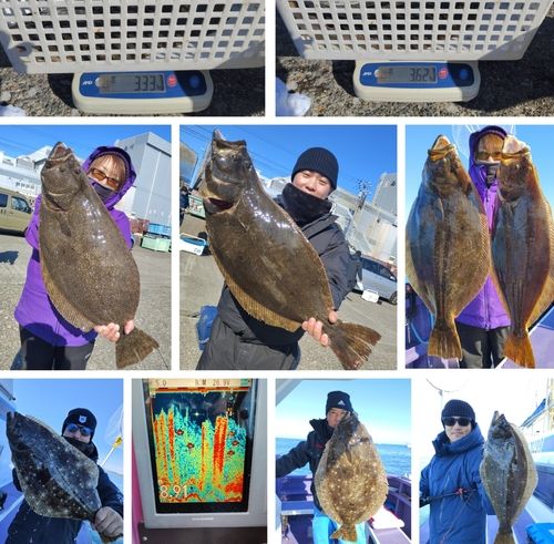 ヒラメの釣果