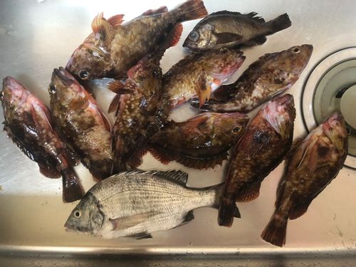 クロダイの釣果