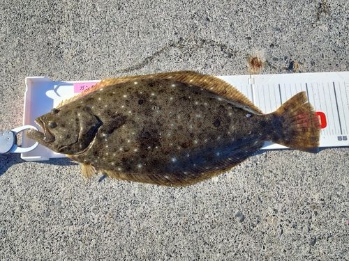 ヒラメの釣果