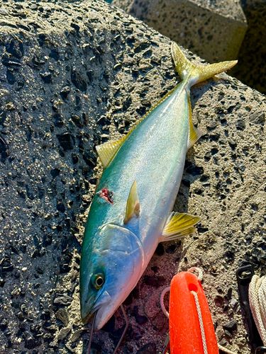 ヤズの釣果
