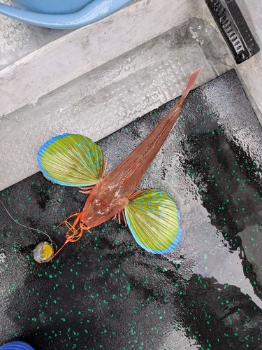 ホウボウの釣果