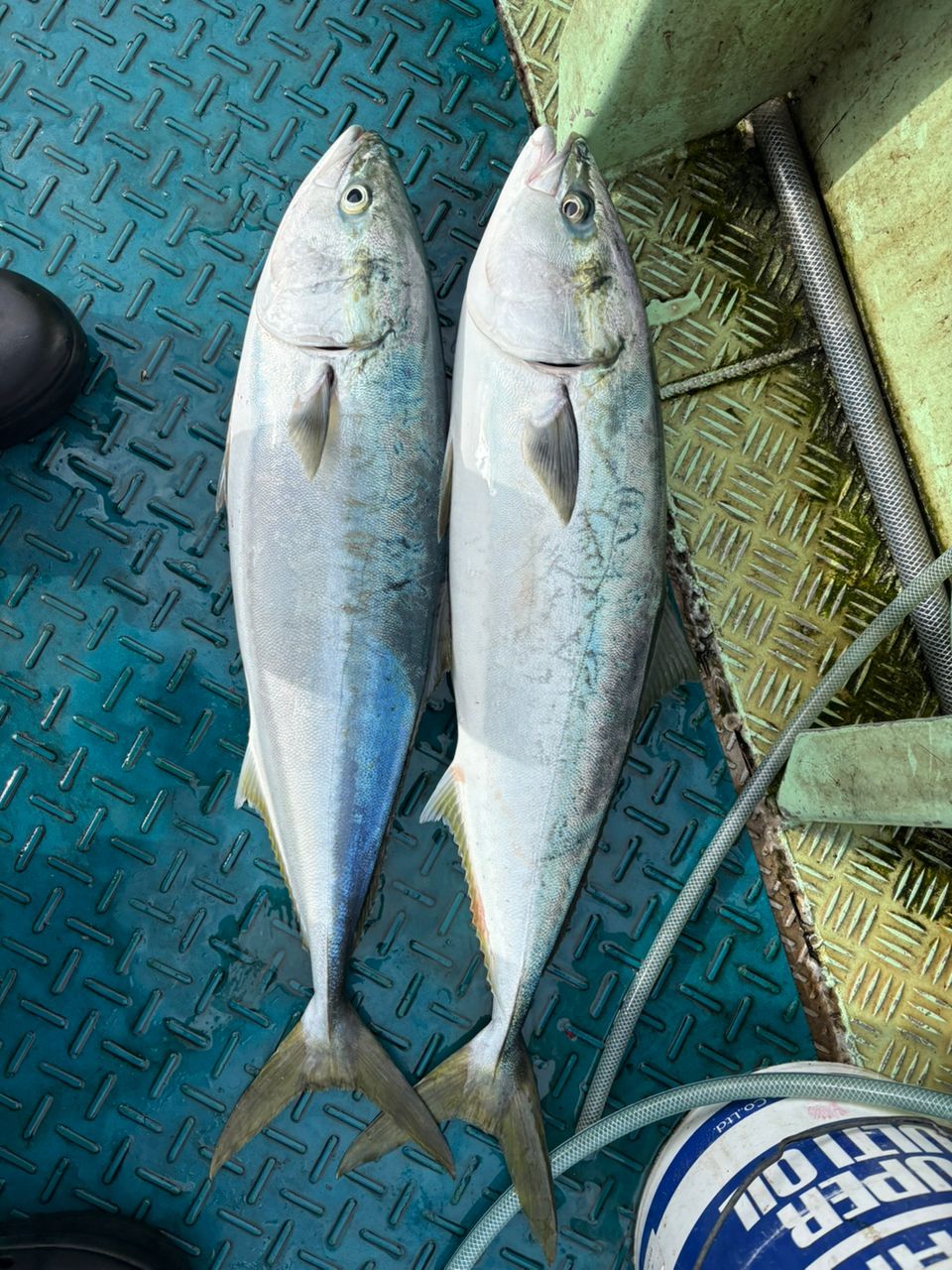 Guest54892769さんの釣果 1枚目の画像