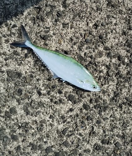 イケカツオの釣果