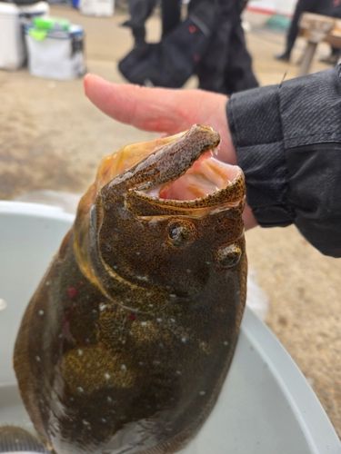 ヒラメの釣果