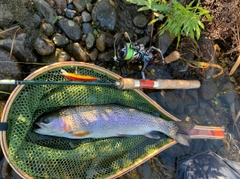 ニジマスの釣果