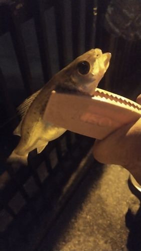 セイゴ（タイリクスズキ）の釣果