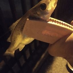 セイゴ（タイリクスズキ）