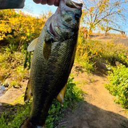 ブラックバス