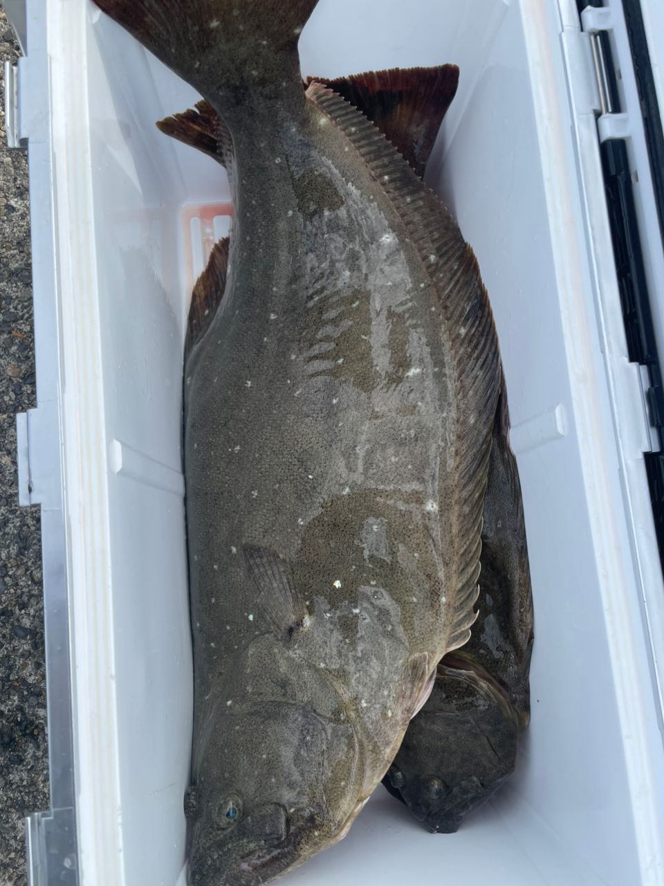 KUDOHさんの釣果 1枚目の画像