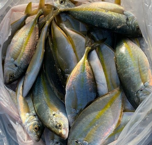 シマアジの釣果