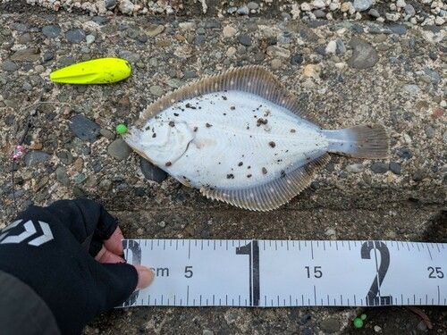 イシガレイの釣果