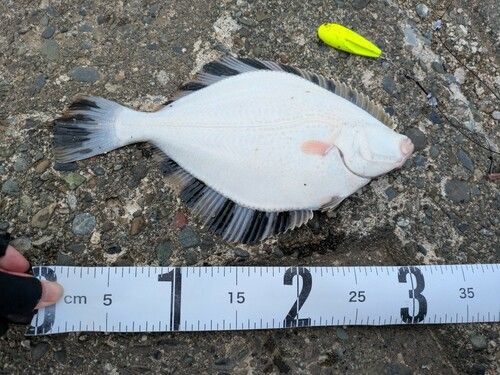 カワガレイの釣果