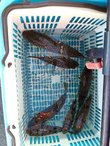 ショウサイフグの釣果