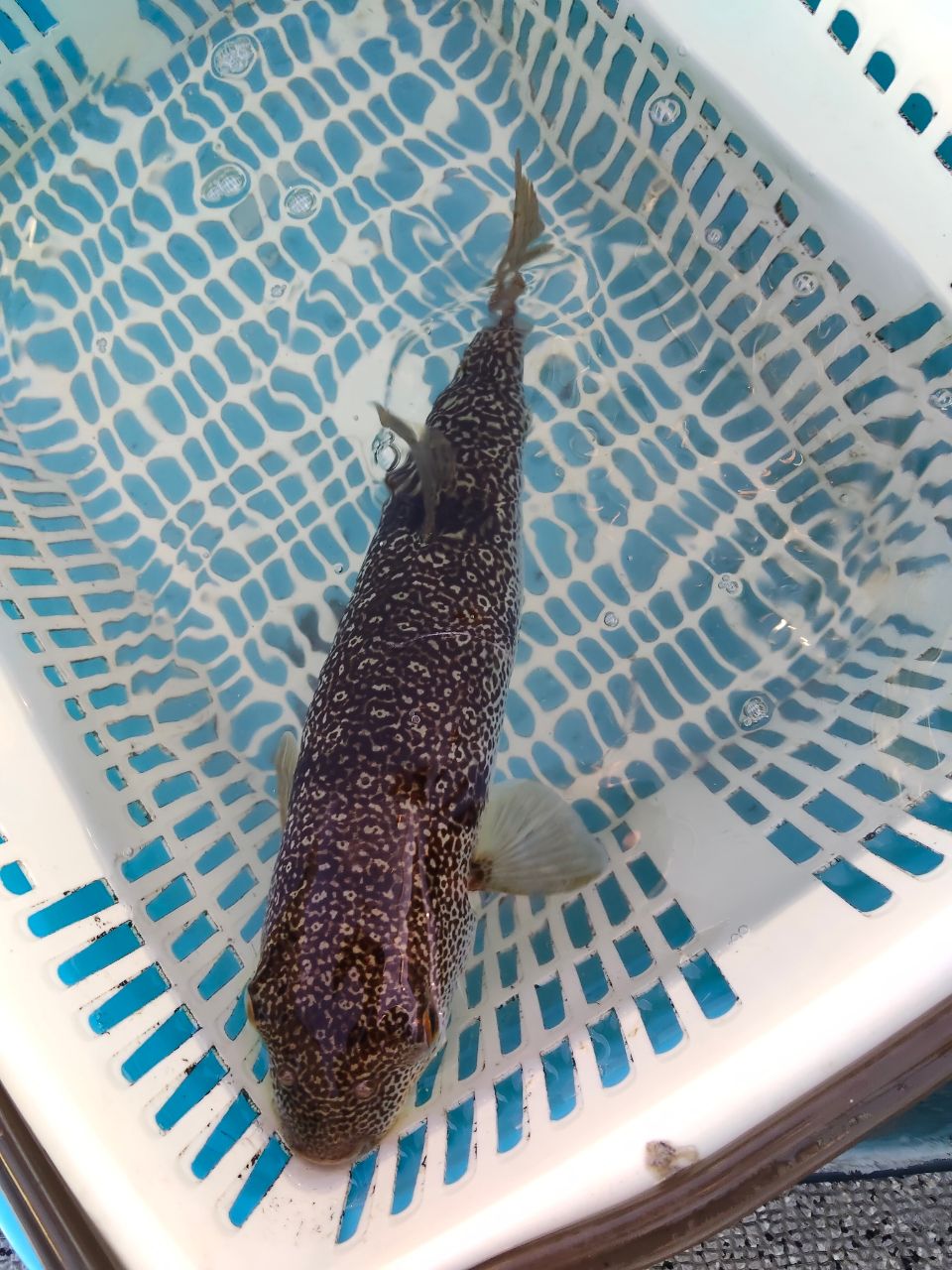 モコミミさんの釣果 2枚目の画像