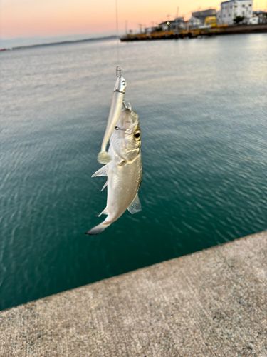 セイゴ（マルスズキ）の釣果