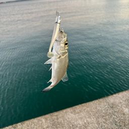 セイゴ（マルスズキ）