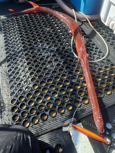 アカヤガラの釣果