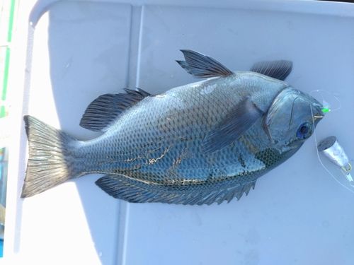 グレの釣果