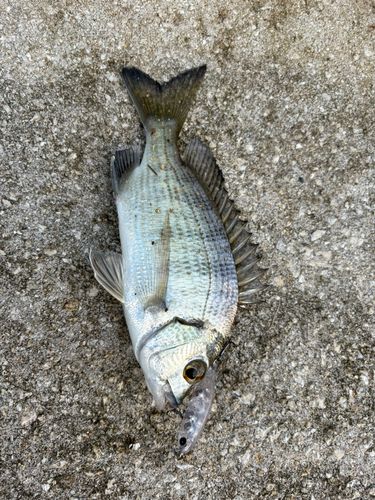 ミナミクロダイの釣果