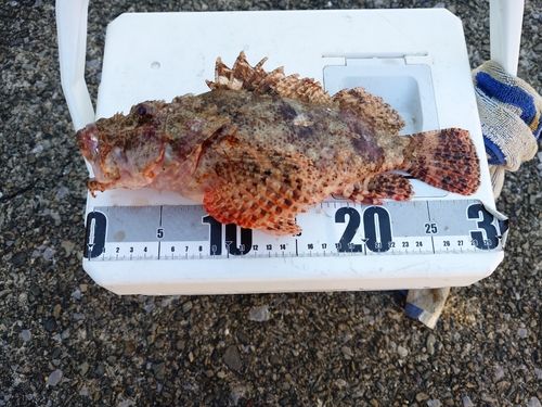 オニカサゴの釣果