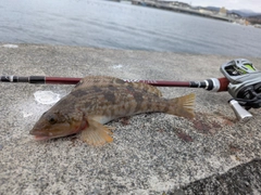 アイナメの釣果