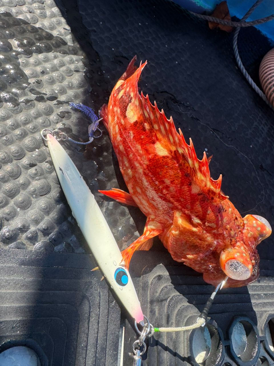 E-OSさんの釣果 1枚目の画像