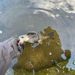 スモールマウスバス