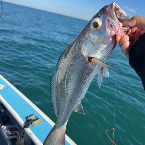 クログチの釣果