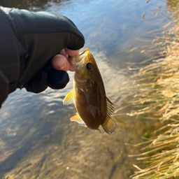 スモールマウスバス