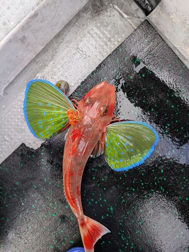 ホウボウの釣果