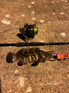 チャイロマルハタの釣果