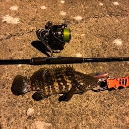 チャイロマルハタ