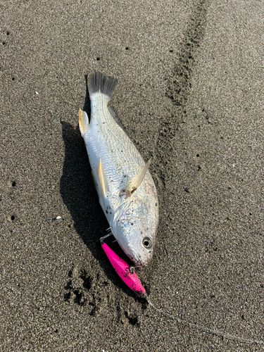 シログチの釣果