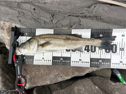 鳥居崎海浜公園