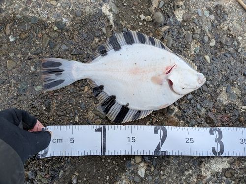 カワガレイの釣果