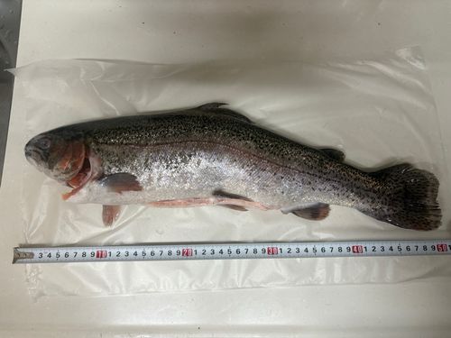 ニジマスの釣果