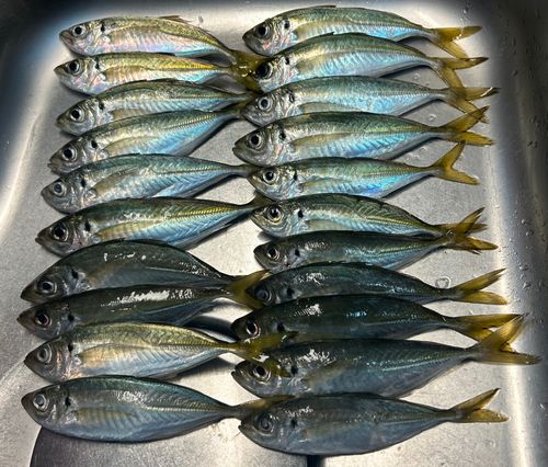 アジの釣果