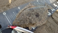 ヒラメの釣果