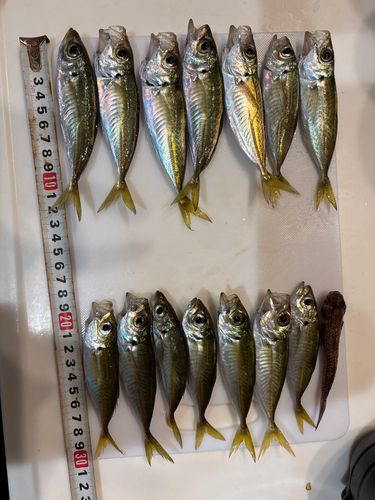 アジの釣果