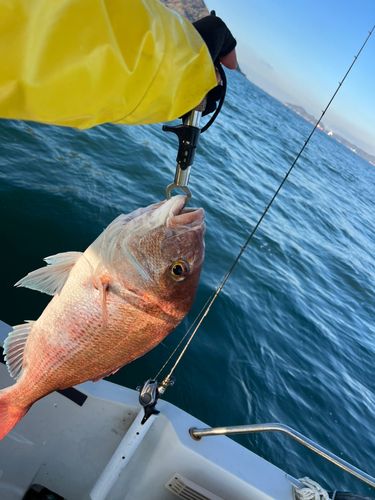マダイの釣果