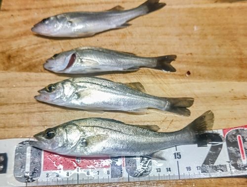 セイゴ（マルスズキ）の釣果