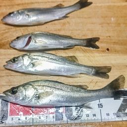 セイゴ（マルスズキ）