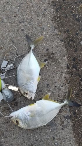 碧南海釣り公園