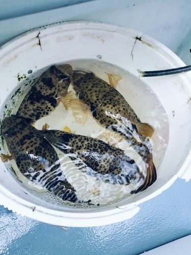 アカメフグの釣果